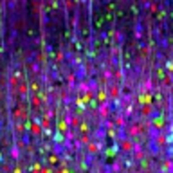 Meet your Posher, Nitasha - Picture 1 of 1